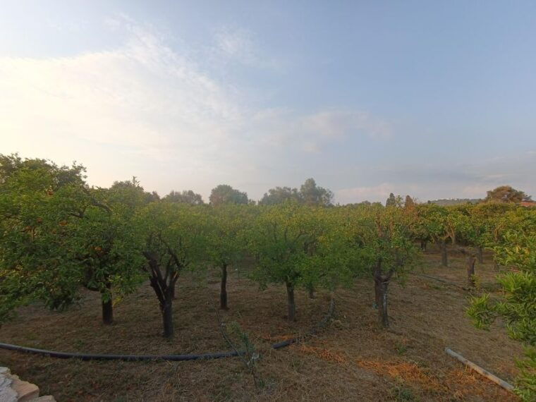 chios-orange-farm-trip-tasting-citrus-museum-visit