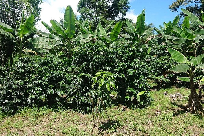 chiriqui-adventure-and-coffee-tours