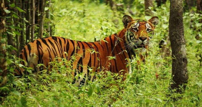 chitwan-1-night-jungle-safari-with-transfers-from-kathmandu