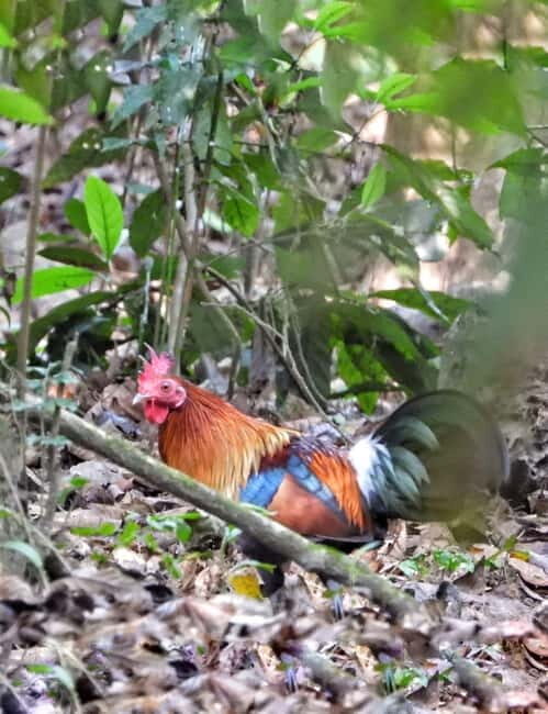 Chitwan: 2 Full day jungle walk with Canoeing all inclusive - What Sets This Tour Apart?