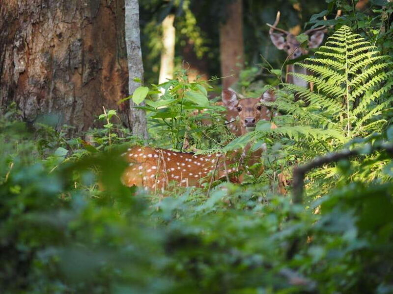 Chitwan: 2 Full day jungle walk with Canoeing all inclusive - Final Words