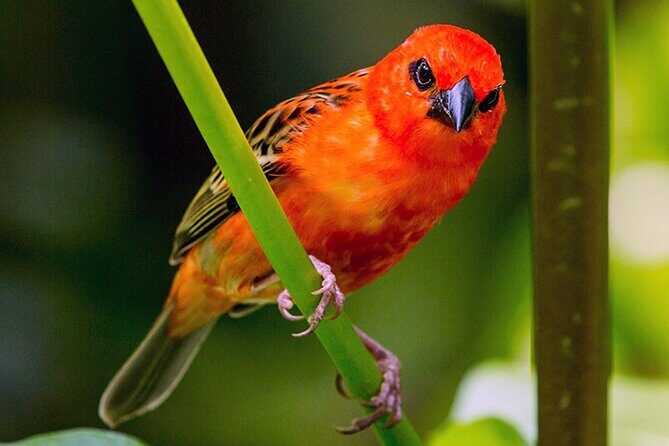 Chitwan 2 Nights All Inclusive Jungle Safari Tour - Key Points