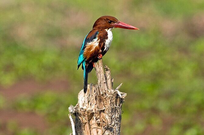 Chitwan 2 Nights All Inclusive Jungle Safari Tour - Why Choose This Tour?