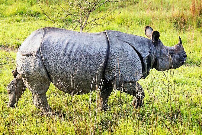 Chitwan 2 Nights All Inclusive Jungle Safari Tour - Authentic Experiences Highlighted by Reviewers
