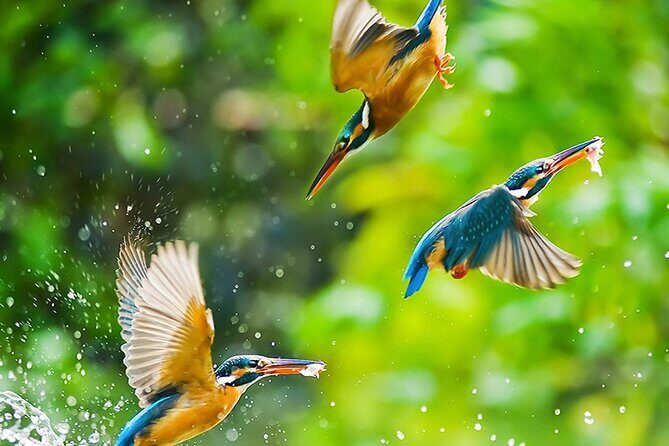 Chitwan 2 Nights All Inclusive Jungle Safari Tour - Who Is This Tour Best Suited For?