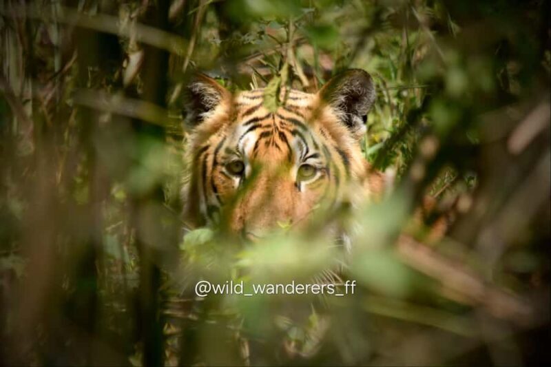 Chitwan: 3-Day Jungle Walk, Canoe Ride, and Jeep Safari back - What This Tour Offers: A Closer Look