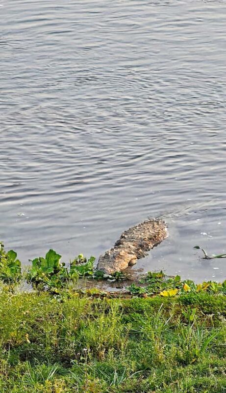 Chitwan: 3-Day Jungle Walk, Canoe Ride, and Jeep Safari back - Who This Tour Is Perfect For