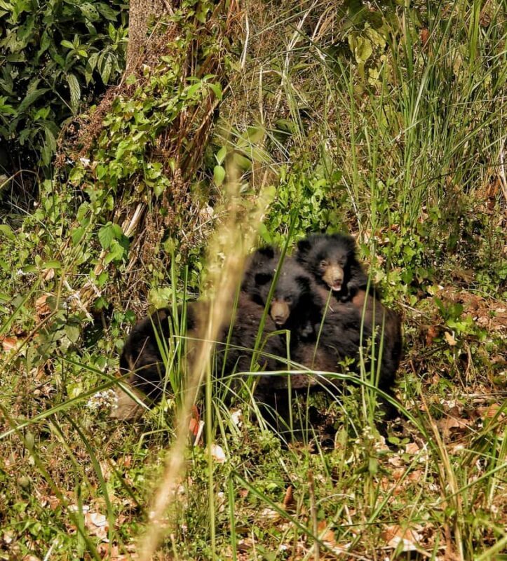 Chitwan: 3-Day Jungle Walk, Canoe Ride, and Jeep Safari back - The Sum Up