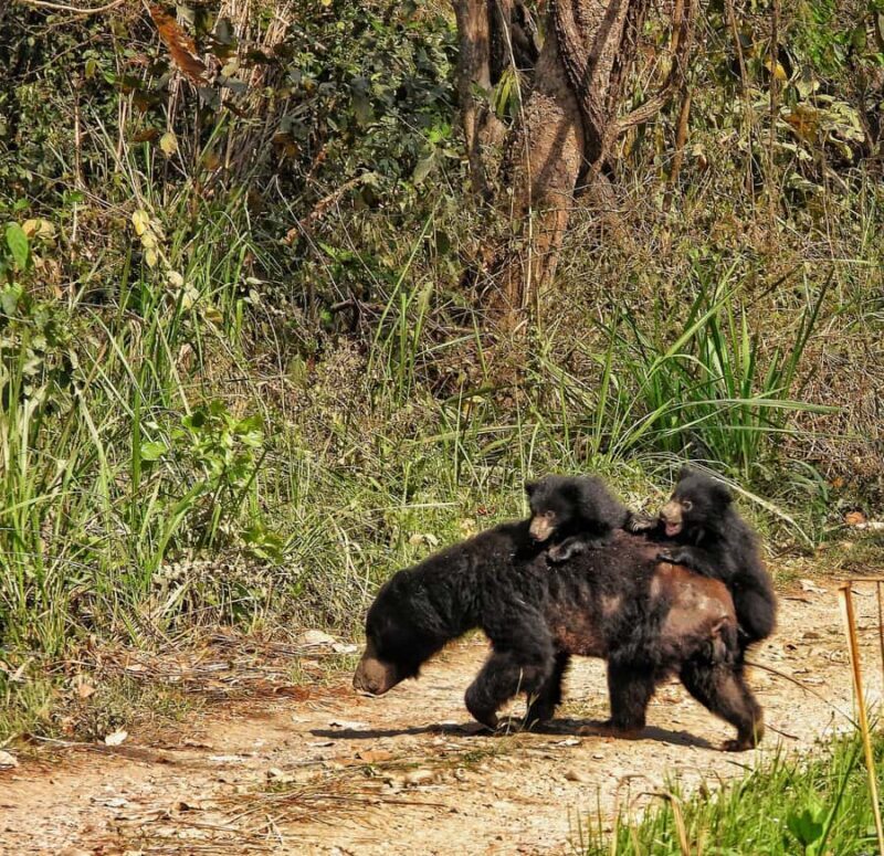 Chitwan: 3-Day Jungle Walk, Canoe Ride, and Jeep Safari back - FAQ