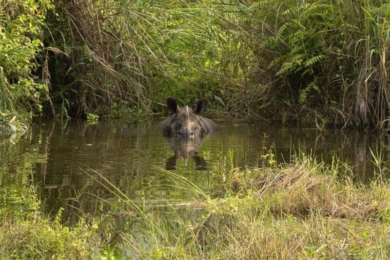 Chitwan: 3-Day Jungle walk with Canoeing and Tree house - Introducing the 3-Day Jungle Safari in Chitwan