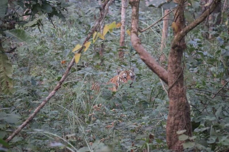 Chitwan: 3-Day Jungle walk with Canoeing and Tree house - The Sum Up: Is This Tour Worth It?