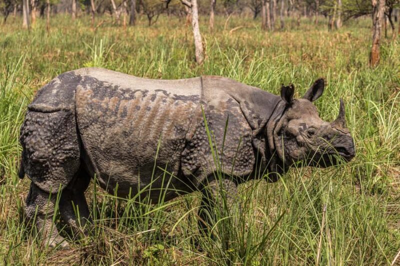 Chitwan: 3-Day Luxury Safari with Room, Meals & Transfers - The Practicality and Value of a 3-Day Luxury Safari