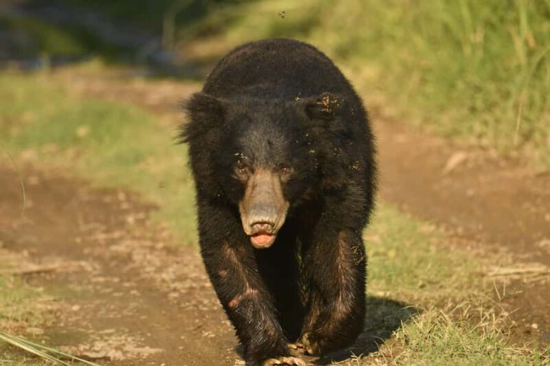 Chitwan 3 nights package from Kathmandu or Pokhara - Practical Tips for Your Trip