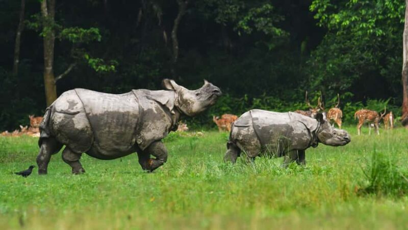 Chitwan 3 nights package from Kathmandu or Pokhara - Who Will Love This Tour?