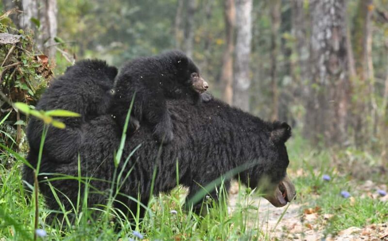 Chitwan 3 nights package from Kathmandu or Pokhara - FAQs