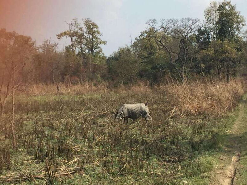 chitwan-3night-4day-chitwan-national-park-jungle-activities