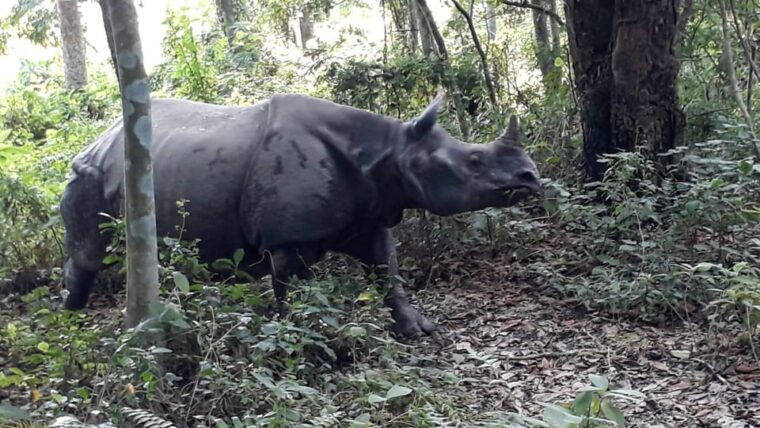 chitwan-4-day-chitwan-national-park-tiger-safari-tour