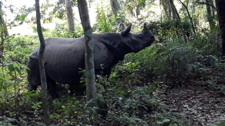 chitwan-4-day-chitwan-national-park-tiger-safari-tour