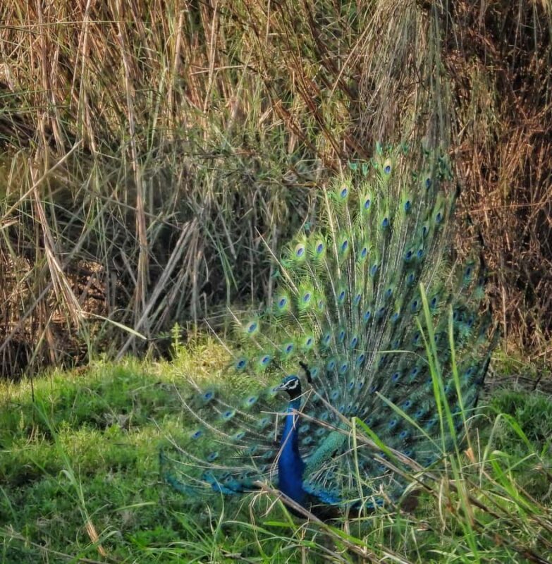 Chitwan: 4-Day Jungle Safari Full Package all inclusive - Day 2: Canoeing and Jungle Walks