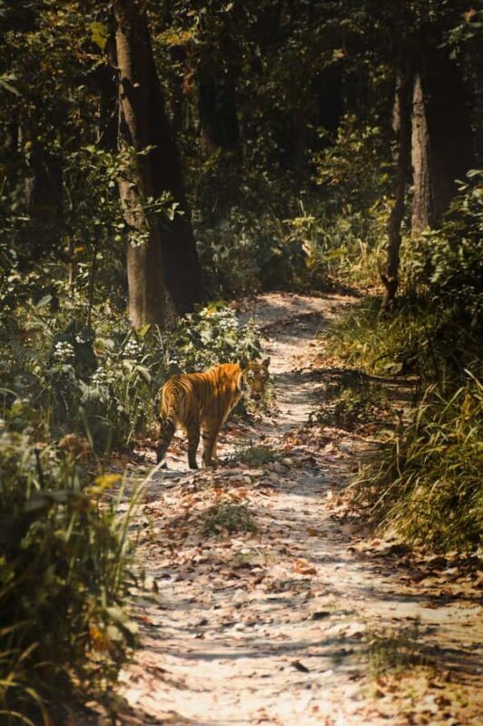Chitwan: CANOEING & BIRDWATCHING & JEEP SAFARI - Key Points
