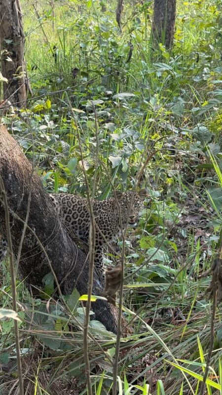 Chitwan: CANOEING & BIRDWATCHING & JEEP SAFARI - A Closer Look at the Tour Experience
