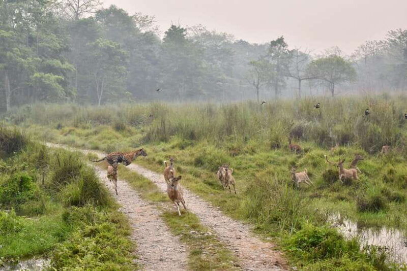 chitwan-canoeing-jungle-walk-and-multi-day-trek