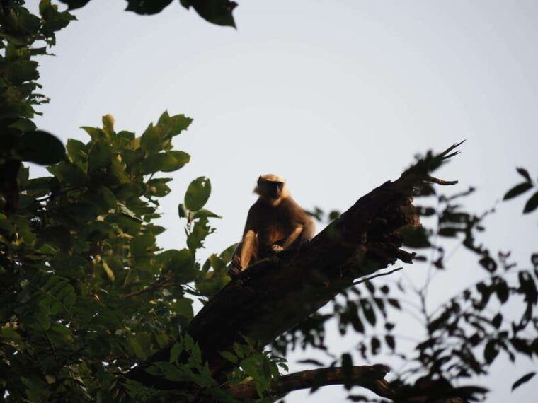 chitwan-canoeing-jungle-walk-and-multi-day-trek