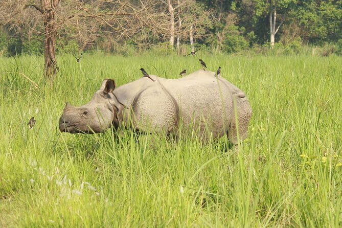 Chitwan Elegance: A 3-Day Luxury Wildlife Experience - Who Will Love This Tour?