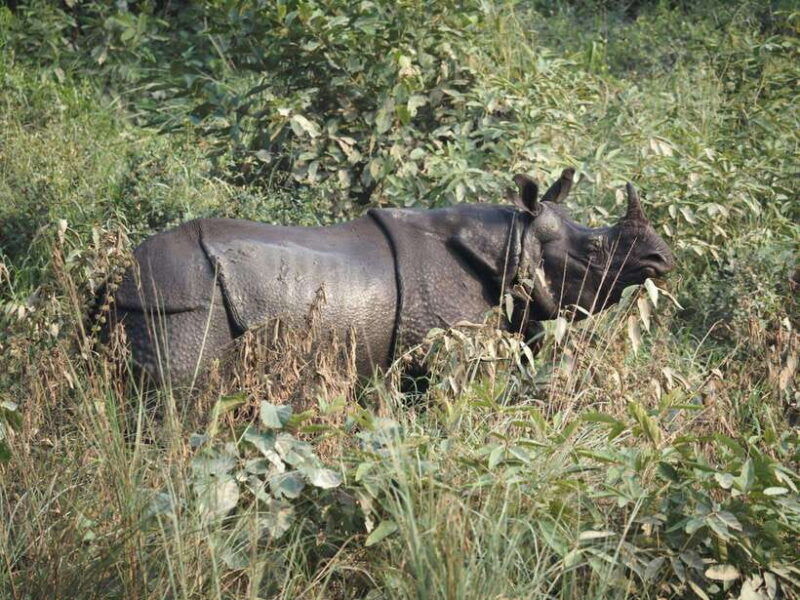 chitwan-full-day-safari-canoeing-and-jungle-walk-and-jeep