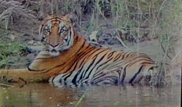 chitwan-full-day-safari-canoeing-and-jungle-walk-and-jeep