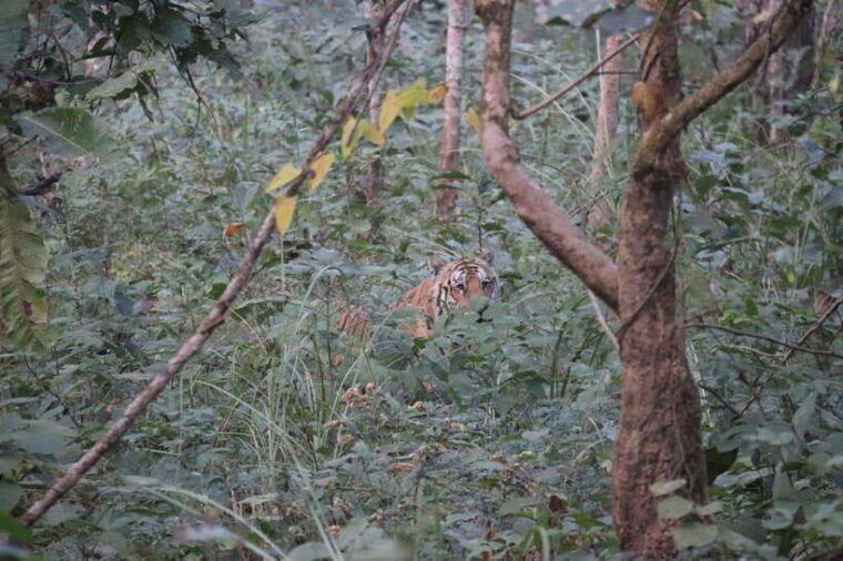 chitwan-full-day-safari-canoeing-and-jungle-walk-and-jeep