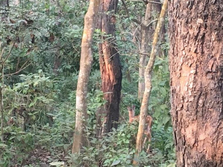 chitwan-jungle-one-night-towerstay-in-chitwan-national-park