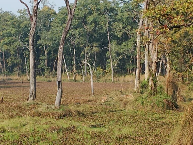 chitwan-jungle-one-night-towerstay-in-chitwan-national-park
