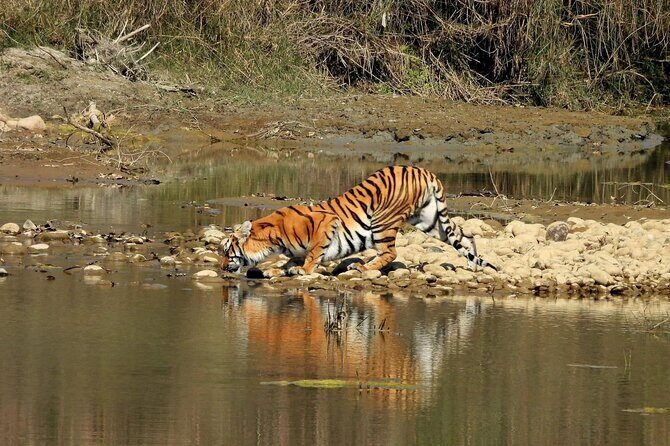 Chitwan Jungle Safari 2 Nights 3 Days with jeep safari & Meals - Who Will Love This Experience?