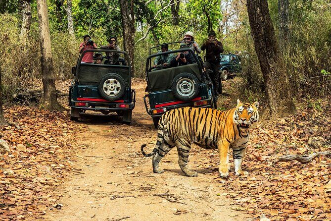Chitwan Jungle Safari 3-Day Tour - Exploring the Chitwan Jungle Safari 3-Day Tour: An Honest Look