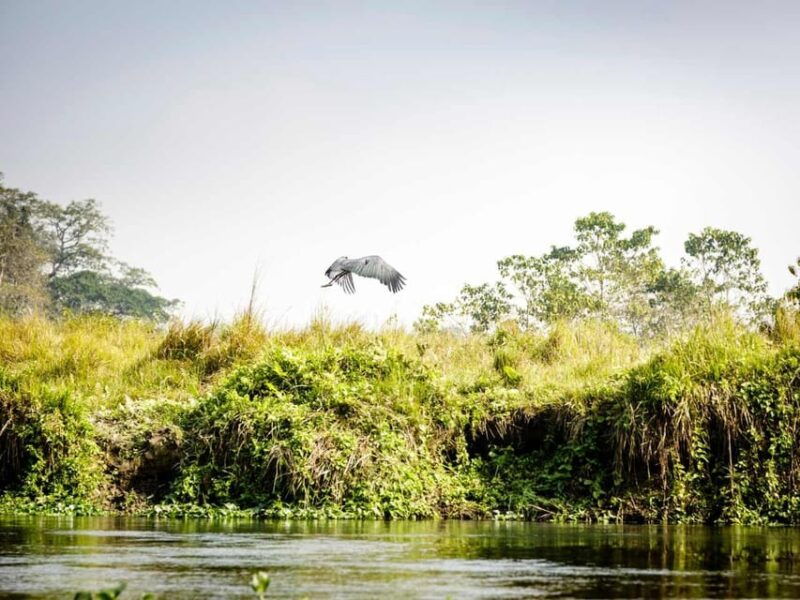 chitwan-jungle-safari-3-day-wildlife-expedition