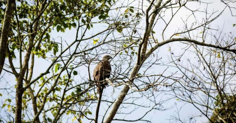 chitwan-jungle-safari-3-day-wildlife-expedition