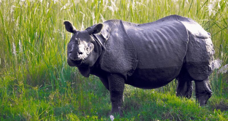 Chitwan Jungle Safari 3 Days- From Kathmandu or Pokhara - FAQs