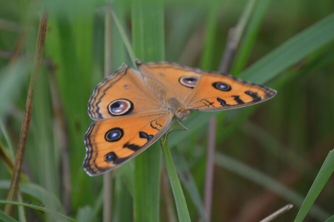 Chitwan Jungle Safari - exotic 2N3D Wildlife Safari Tour - Who Is This Tour Best For?