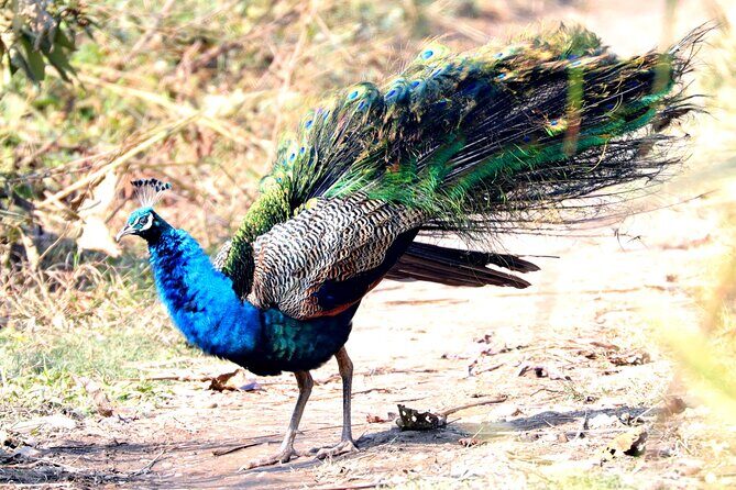 Chitwan Jungle Safari from Kathmandu Pokhara - What’s Included & What’s Not