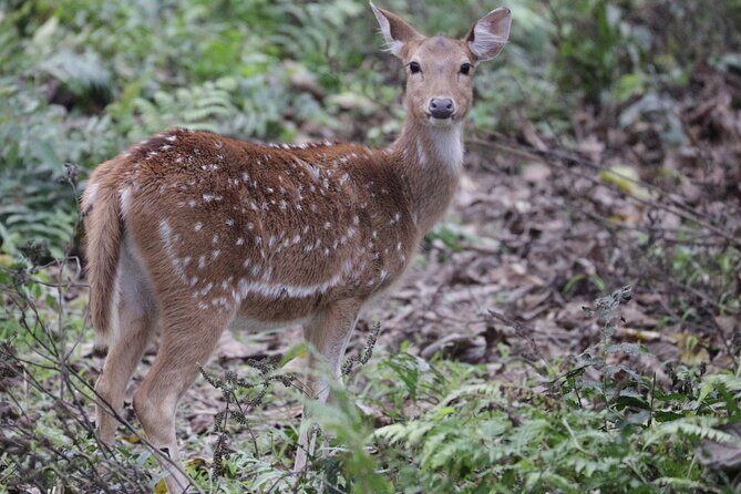 Chitwan Jungle Safari from Kathmandu Pokhara - What Reviewers Say