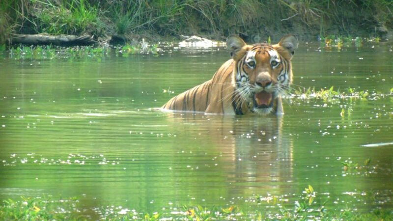 chitwan-jungle-safari-tour-3-day-chitwan-national-park-tour