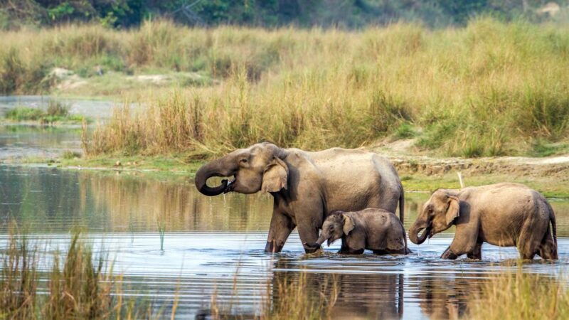 chitwan-jungle-safari-tour-3-day-chitwan-national-park-tour