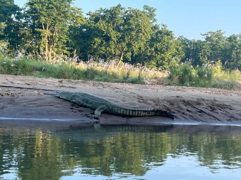 Chitwan National Park-2 night 3 days jungle safari - Key Points