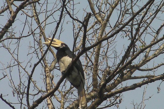 Chitwan National Park 2 nights and 3 days - Key Points