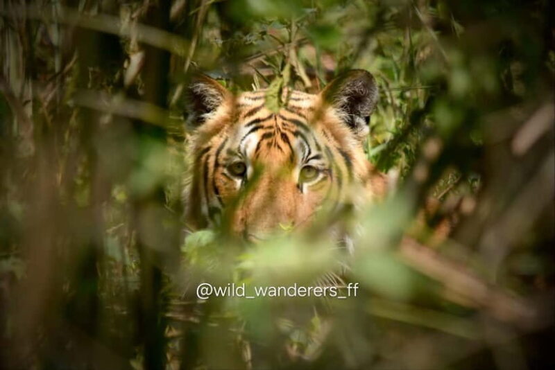 Chitwan National Park: Canoeing and Jungle Walk with Lunch - Chitwan National Park: Canoeing and Jungle Walk with Lunch