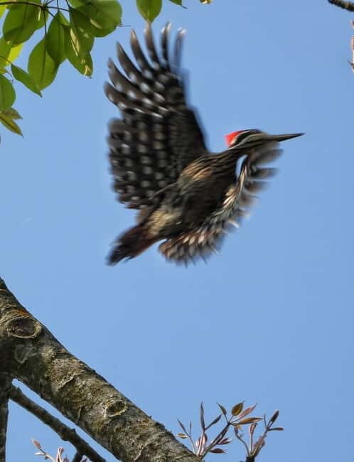 Chitwan National Park: Canoeing and Jungle Walk with Lunch - FAQs