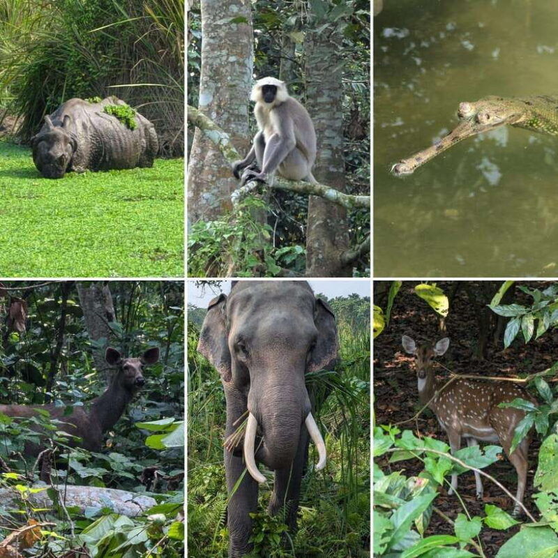 chitwan-national-park-full-day-jeep-safari-with-lunch