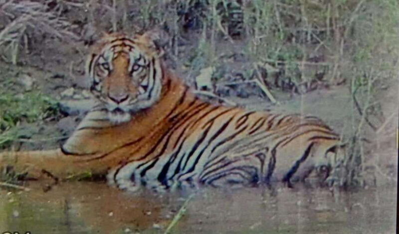 chitwan-national-park-full-day-jeep-safari-with-lunch