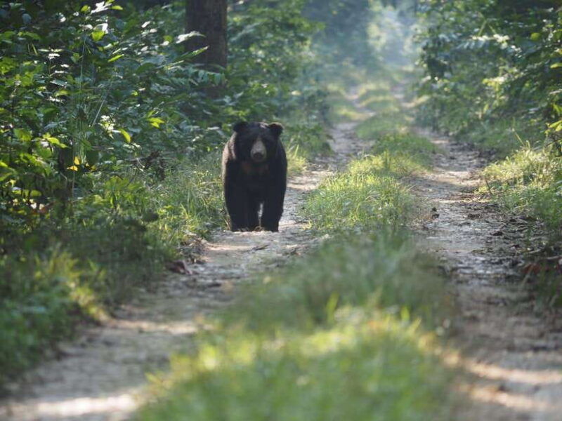 chitwan-national-park-full-day-jeep-safari-with-lunch